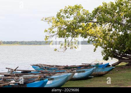 Traditionelle Sri Lanka Oruwa Fischerboote gesäumt in Seeufer Stockfoto