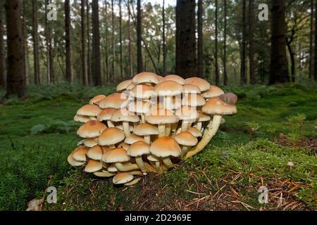Klumpen von Schwefeltuft Toadstools, auch bekannt als geclusterter Holzfäller, ein giftiger Pilz Stockfoto