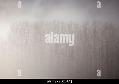 Spätherbst. Nationalpark Ordesa. Huesca, Spanien. Stockfoto