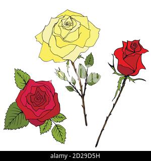 Sammlung von Blumen des Rouse. Isoliertes Muster Stock Vektor