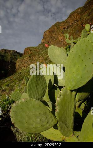 Barbary Fig Opuntia maxima in der Guayadeque Schlucht. Guayadeque Ravine Natural Monument. Ingenio. Gran Canaria. Kanarische Inseln. Spanien. Stockfoto