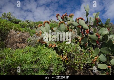 Vegetation mit Kaktusfeige Opuntia maxima. Schlucht von Guayadeque. Guayadeque Ravine Natural Monument. Ingenio. Gran Canaria. Kanarische Inseln. Spanien. Stockfoto