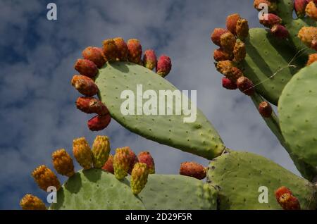 Kaktusbirne Opuntia maxima mit Früchten. Schlucht von Guayadeque. Guayadeque Ravine Natural Monument. Ingenio. Gran Canaria. Kanarische Inseln. Spanien. Stockfoto