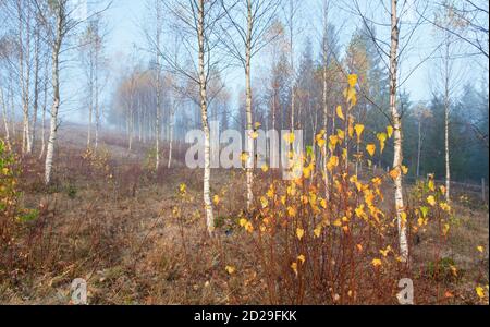 Goldene Birke auf der Herbstweide. Ukraine, Karpaten. Stockfoto