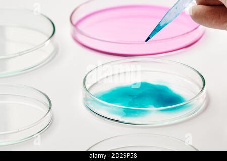 Mit einer Pipette ein blaues flüssiges Medium in die Petrischale geben. Stockfoto