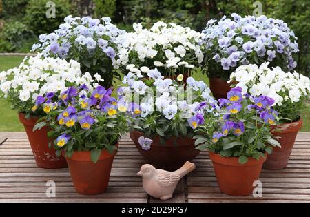 viola blüht in Pastellfarben in Terrakotta-Töpfen als Frühling Gartendekoration Stockfoto