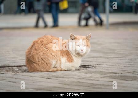 Die heimatlose rot-weiße Katze sitzt auf einem Schachtloch in der Mitte der Straße. Eine raue rot-weiße streunende Katze. Stockfoto
