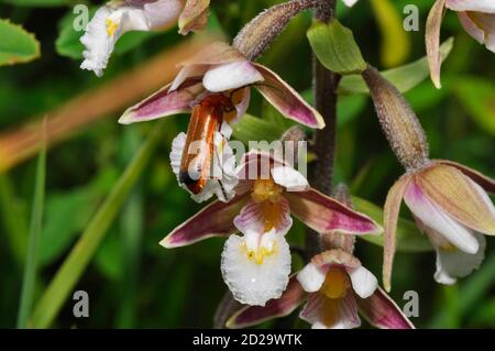 Marsh-Helleborine 'Epipactis palustris', mit Soldier-Käfer 'Rhagonycha fulva'. Blumen Juli August, in feuchten sumpfigen Gebieten, Braunton Burrows, Devon, Großbritannien Stockfoto