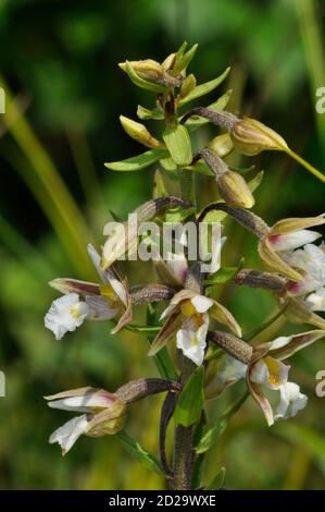 Marsh Helleborine Epipactis palustris 'Blumen' Juli August, in nassen sumpfigen Gebieten, chemische Sandford, Oxfordshire, UK Stockfoto