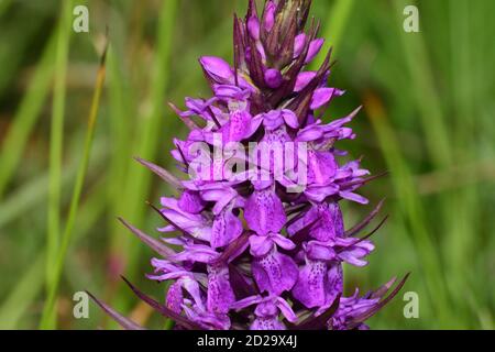 Southern Marsh Orchid „Dactylorhiza praetermissa“, Blumen Juni, Sanddünen und feuchte Wiesen, Berrow, Somerset, Großbritannien Stockfoto