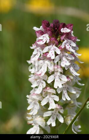 Verbrannte Orchidee 'Neotinea ustulata' auf altem, kurzem, kalkhaltigem Grasland gefunden. Frühe Blüten, Mai bis Juni. Wiltshire, Großbritannien. Stockfoto