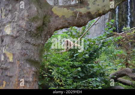 SCHWARZER BRÜLLAFFE im Frankfurter Zoo Stockfoto