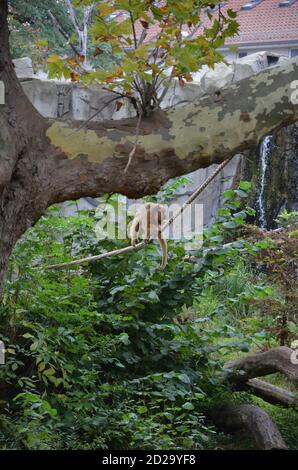 SCHWARZER BRÜLLAFFE im Frankfurter Zoo Stockfoto