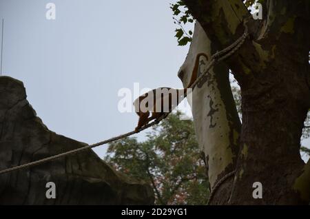 SCHWARZER BRÜLLAFFE im Frankfurter Zoo Stockfoto