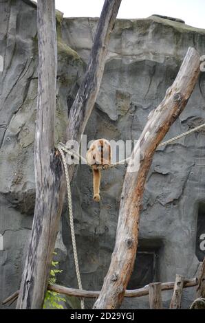 SCHWARZER BRÜLLAFFE im Frankfurter Zoo Stockfoto