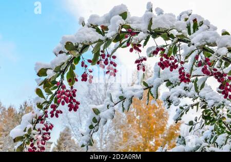 Erster flauschiger Schnee auf grünen Blättern von Berberbeerbuschzweigen mit roten reifen Beeren aus nächster Nähe auf verschwommenem herbstlichen goldenen Bäumen Hintergrund. Später Herbst, oder Stockfoto