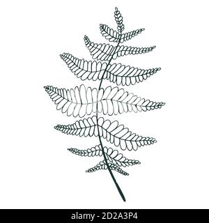 Malseite Farnblatt. Isoliertes Muster. Stock Vektor