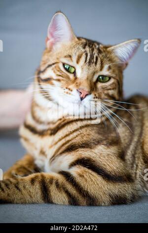 Vertikale Aufnahme einer entzückenden Bengalkatze auf einem Sofa Unter den Lichtern Stockfoto