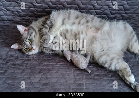 Graue Katze schläft mit einer Spielzeug-Maus, gefangen aus der Wache Stockfoto