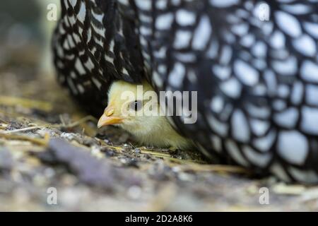 Eine Mutter Wyandotte Henne mit frisch geschlüpftem Küken auf der sitzt Ein Nest Stockfoto