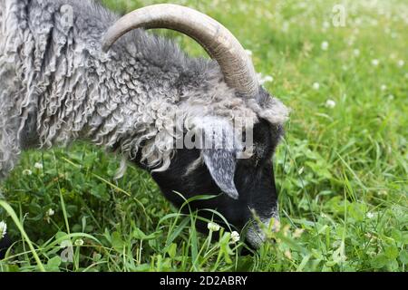 Eine Ziege, die auf grünem Gras und Klee grast. Stockfoto
