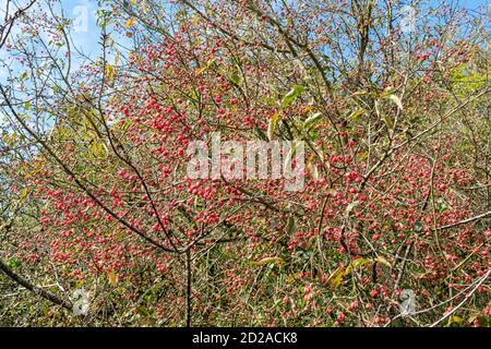 Rosafarbene Spindelbeeren auf europäischem Spindelbaum (Euonymus europaeus) im Oktober Herbst, Großbritannien Stockfoto