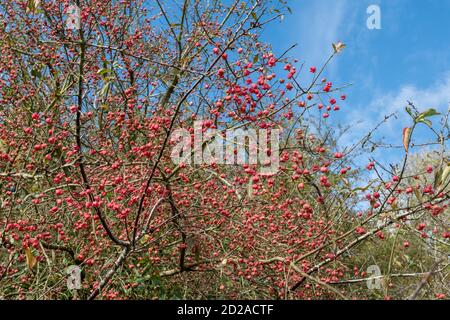 Rosafarbene Spindelbeeren auf europäischem Spindelbaum (Euonymus europaeus) im Oktober Herbst, Großbritannien Stockfoto