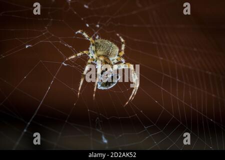Gartenspinne mit Beute (Araneus diadematus) Stockfoto
