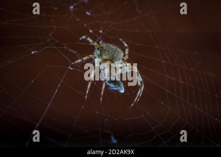 Gartenspinne mit Beute (Araneus diadematus) Stockfoto