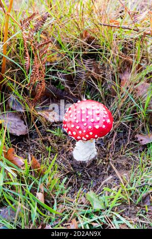 Fliegenpilz, Amanita muscaria, Pilze im Dersingham Moor National Nature Reserve, Norfolk. Stockfoto