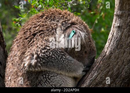 Nahansicht eines Koala (Phascolarctos cinereus) mit Ohrmuscheln, die auf einem Baum ruhen und schlafen, im Koala Conservation Centre auf Phillip Island, Australien Stockfoto