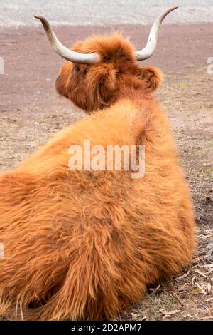 Horned Highland Cow mit Wellenmantel auf der Churchill Island Heritage Farm, Phillip Island, Victoria, Australien. Vertikales Bild, Fokus auf die Hörner Stockfoto