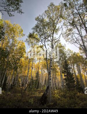 Am frühen Morgen spazieren Sie durch einen Espenhain, während Sie die Colorado Berge erkunden, wo die herbstlichen Farben in voller Auslage waren. Stockfoto