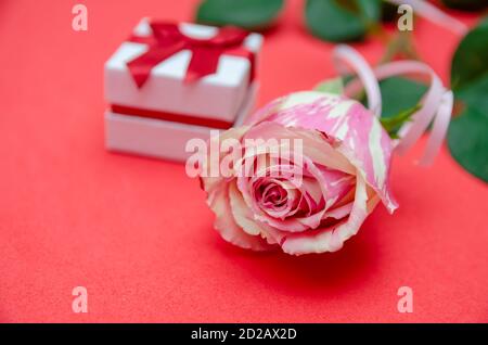 Schöne weiße und rosa Rose mit einer kleinen Geschenkbox auf einem roten, rosa Hintergrund mit einer Kopie des Raumes Stockfoto