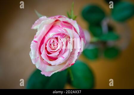 Schöne weiße und rosa Rose mit grünen Blättern Nahaufnahme Ein grauer unscharfer Hintergrund Stockfoto