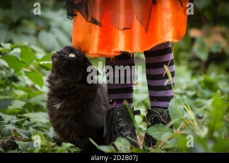 Halloween große flauschige Katze sitzt in der Nähe kleine Mädchen Beine tragen schwarz gestreifte Strumpfhosen und Lederstiefel. Hsloween Lifestyle Foto. Stockfoto