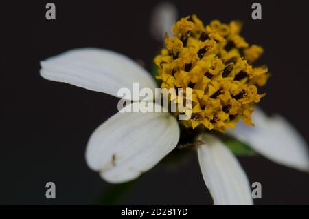Blume des schwarzen Buben Bidens pilosa. Nördlich von Gran Canaria. Kanarische Inseln. Spanien. Stockfoto
