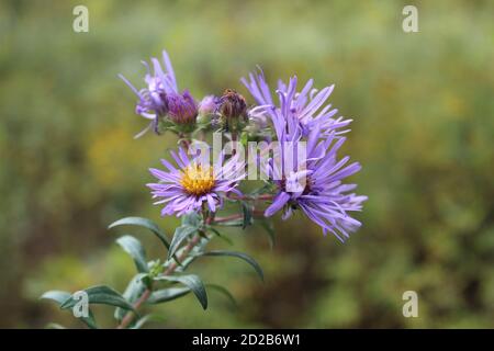 Neuengland Aster blüht, einige offen, einige teilweise offen, andere nicht, bei Wayside Woods in Morton Grove, Illinois Stockfoto
