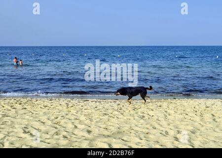 Ein schwarzer streunender Hund läuft am Strand entlang. Mongrel Hund im Mittelmeer, Afrika, Tunis. Stockfoto