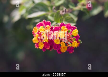 Wunderschöne Pflanzen, Beeren und Blumen, aufgenommen am 5. Oktober 2020 im Park Eduardo VII in Lissabon, Portugal. Stockfoto