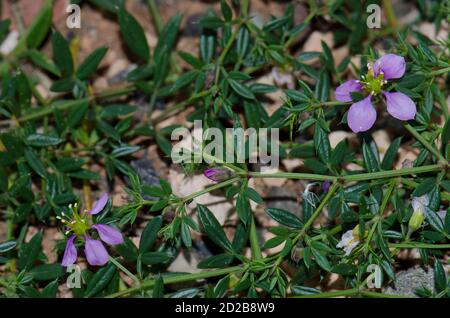 Fagonia cretica in Blume. Aguimes. Gran Canaria. Kanarische Inseln. Spanien. Stockfoto