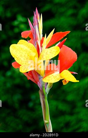 Gärtnern in der Nähe Canna Blume Kopf & Knospen geglaubt, um Seien Sie Durban gelb orange Blütenblätter nur offen & Cluster von Knospen im heimischen Garten England Großbritannien Stockfoto