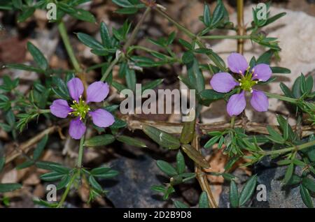 Fagonia cretica in Blume. Aguimes. Gran Canaria. Kanarische Inseln. Spanien. Stockfoto