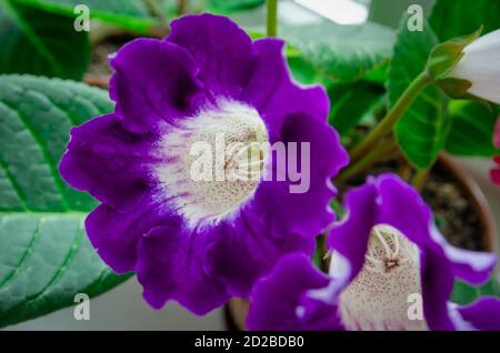 Blühende lila und weiße Blume Gloxinia oder Sinningia speciosa schließen Nach oben Stockfoto