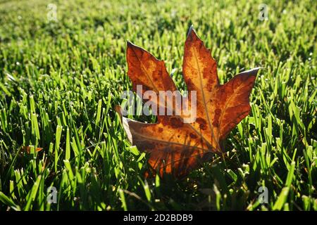 Einzelnes gefallenes Eichenblatt auf grünem Gras Stockfoto