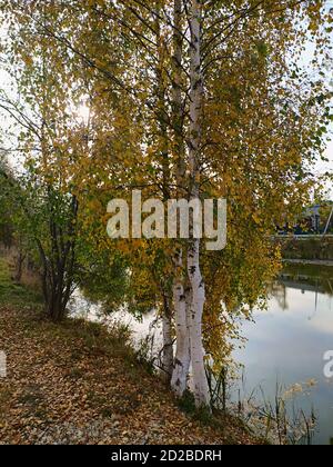 Frühherbst. Birke mit gelben Blättern am Ufer des Teiches. Stockfoto