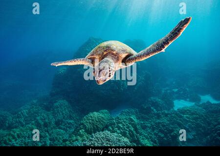 Grüne Meeresschildkröte oder Honu, Chelonia mydas, Schwimmen über Korallenriff, Honaunau, South Kona, Hawaii, USA ( Zentral Pazifik ) Stockfoto
