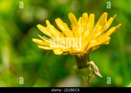 Gelbe Löwenzahn Blume Nahaufnahme auf grünem Hintergrund, Makro, Hintergrund Stockfoto