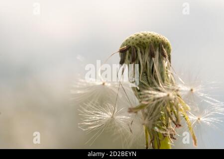 Nahaufnahme eines Löwenzahn Stiels mit Samen, weißer Löwenzahn, Hintergrund Stockfoto