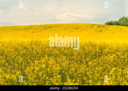 Schönes Feld von leuchtend gelben Raps an einem sonnigen Sommertag mit grauen Wolken. Stockfoto